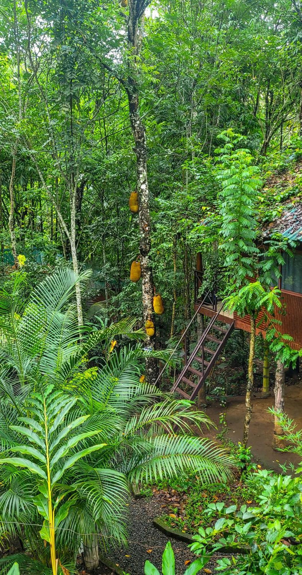 Monsoon Retreats Ecostay- Treehouse Thekkady Dış mekan fotoğraf