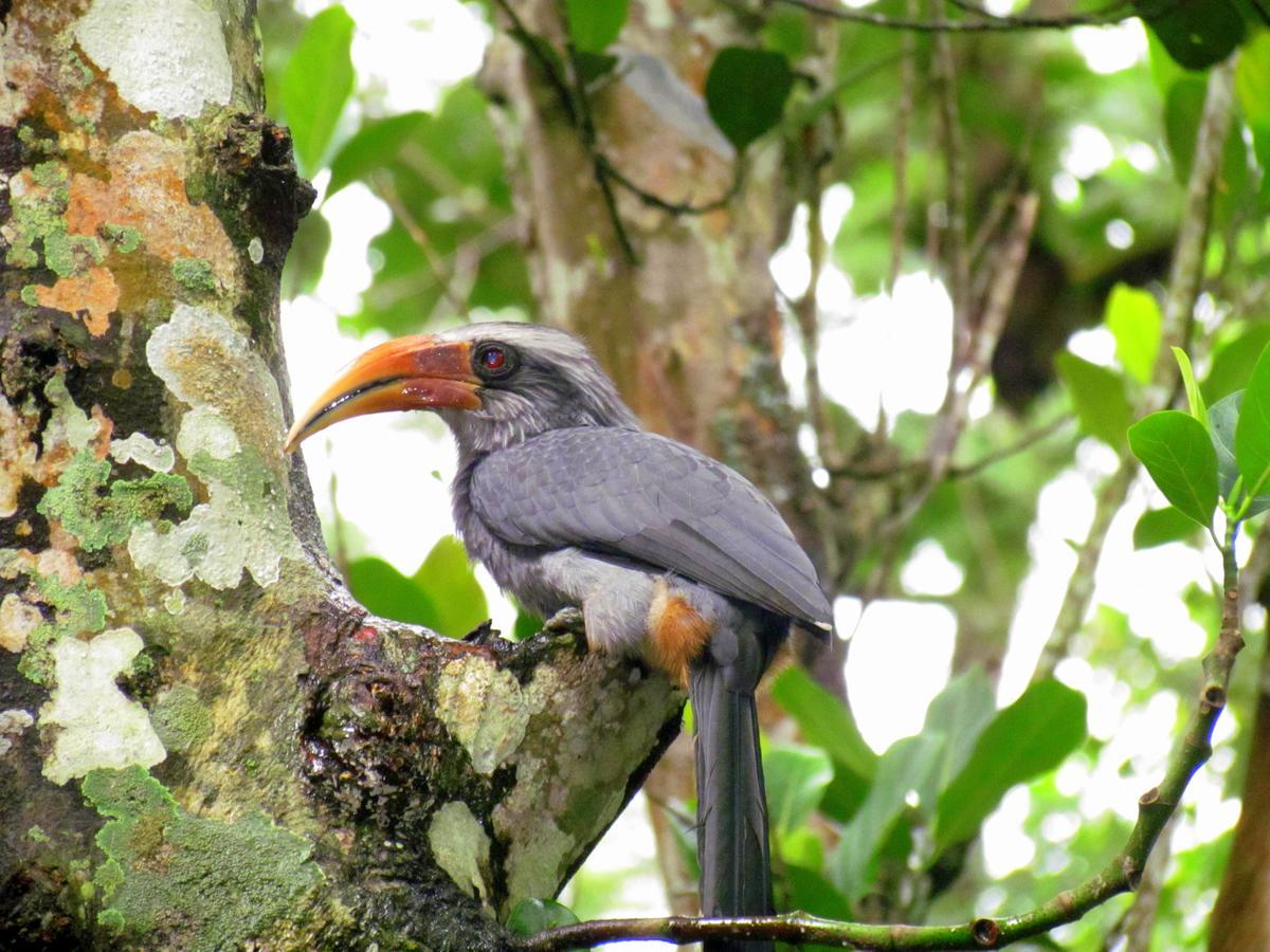 Monsoon Retreats Ecostay- Treehouse Thekkady Dış mekan fotoğraf