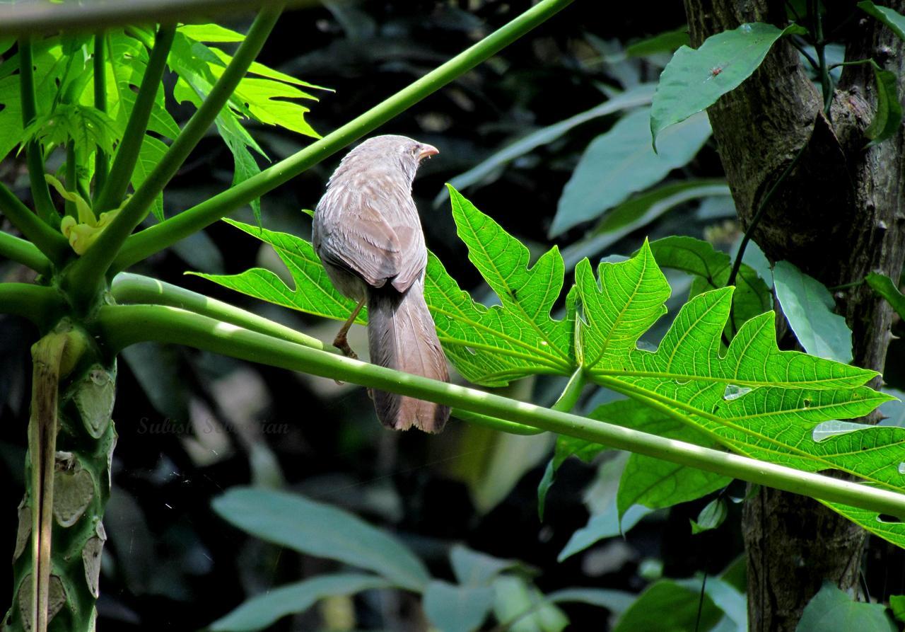 Monsoon Retreats Ecostay- Treehouse Thekkady Dış mekan fotoğraf